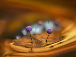 Attēlu rezultāti vaicājumam “Lamproderma debile macro”