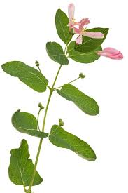 Attēlu rezultāti vaicājumam “Lonicera tatarica flower”