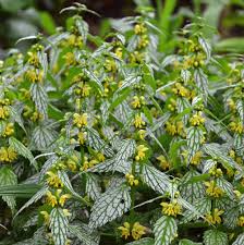 Attēlu rezultāti vaicājumam “Lamiastrum galeobdolon”