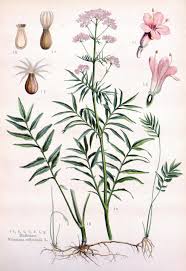 Image result for Baldrian