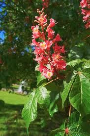 Attēlu rezultāti vaicājumam “Aesculus”