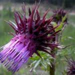 Attēlu rezultāti vaicājumam “Cirsium x rigens flower”