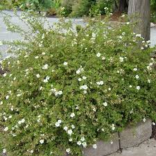 Attēlu rezultāti vaicājumam “Potentilla alba”