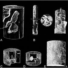Attēlu rezultāti vaicājumam “Hylastes sp.”