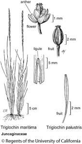 Attēlu rezultāti vaicājumam “Juncaginaceae”