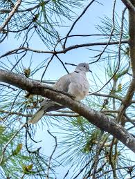 Attēlu rezultāti vaicājumam “Streptopelia decaocto”