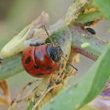 Attēlu rezultāti vaicājumam “Gonioctena”