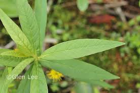 Attēlu rezultāti vaicājumam “Lysimachia thyrsiflora flower”