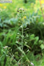 Attēlu rezultāti vaicājumam “Capsella bursa-pastoris flower”