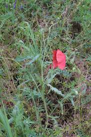 Image result for Papaver rhoeas