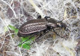 Attēlu rezultāti vaicājumam “Carabus granulatus”