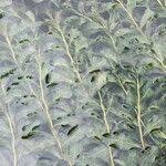 Attēlu rezultāti vaicājumam “Potamogeton lucens leaf”