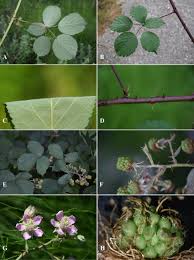 Attēlu rezultāti vaicājumam “Rubus plicatus leaf”