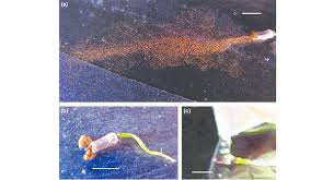Attēlu rezultāti vaicājumam “Sphagnum centrale”