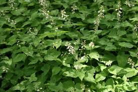 Attēlu rezultāti vaicājumam “Circaea lutetiana”