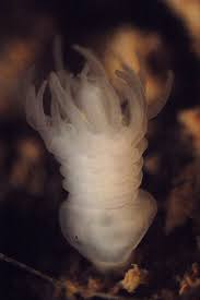 Attēlu rezultāti vaicājumam “Aurelia aurita”