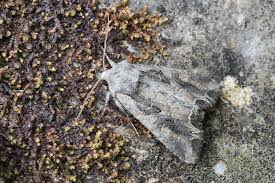 Attēlu rezultāti vaicājumam “Lacanobia suasa”