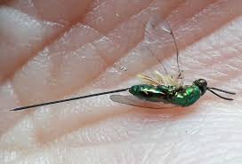 Attēlu rezultāti vaicājumam “Torymidae”