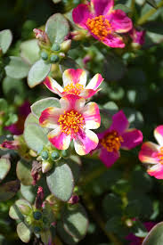 Attēlu rezultāti vaicājumam “Portulaca oleracea”