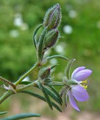 Attēlu rezultāti vaicājumam “Spergularia rubra”