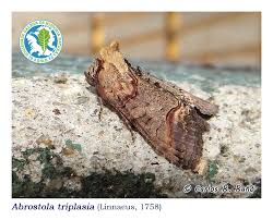 Attēlu rezultāti vaicājumam “Abrostola triplasia”