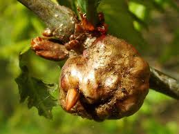 Attēlu rezultāti vaicājumam “Biorhiza pallida”