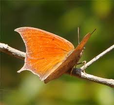 Attēlu rezultāti vaicājumam “Vacciniina optilete male”