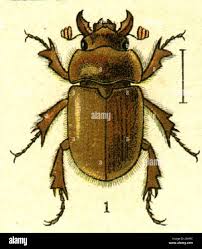 Attēlu rezultāti vaicājumam “Rusina ferruginea female”