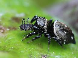 Attēlu rezultāti vaicājumam “Heliophanus sp.”