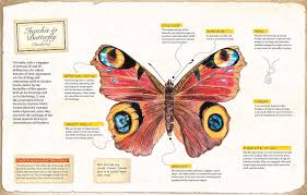 Attēlu rezultāti vaicājumam “Inachis io underside”