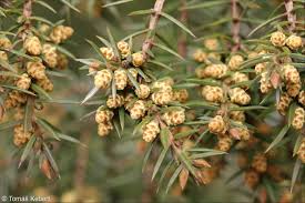 Attēlu rezultāti vaicājumam “Juniperus communis male flower”