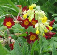 Image result for Schlüsselblumen