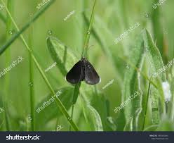 Attēlu rezultāti vaicājumam “Odezia atrata”