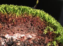 Attēlu rezultāti vaicājumam “Gymnostomum calcareum macro”