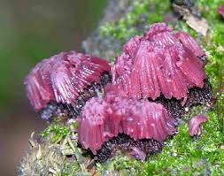 Attēlu rezultāti vaicājumam “Stemonitidaceae”