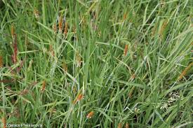 Attēlu rezultāti vaicājumam “Alopecurus aequalis flower”