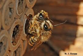 Image result for Boccia In Epsom & Ewell (Bees)