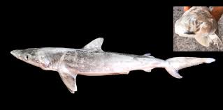 Image result for Carcharhinus acronotus