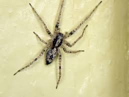 Attēlu rezultāti vaicājumam “Anyphaena accentuata”