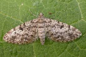 Attēlu rezultāti vaicājumam “Eupithecia tantillaria”