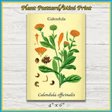 Attēlu rezultāti vaicājumam “Calendula officinalis leaf”