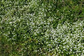 Attēlu rezultāti vaicājumam “Veronica agrestis leaf”