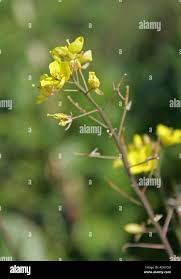 Attēlu rezultāti vaicājumam “Diplotaxis muralis flower”