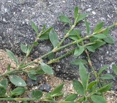 Attēlu rezultāti vaicājumam “Polygonum aviculare”
