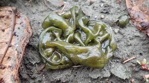 Attēlu rezultāti vaicājumam “Nostoc commune”