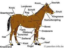 Afbeeldingsresultaat voor paarden
