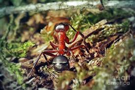 Attēlu rezultāti vaicājumam “Formica rufa”