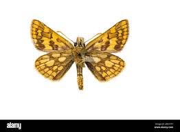 Attēlu rezultāti vaicājumam “Carterocephalus palaemon underside”