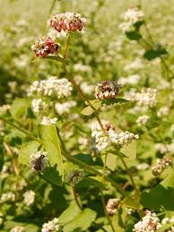 Attēlu rezultāti vaicājumam “Fagopyrum esculentum”