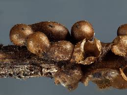 Attēlu rezultāti vaicājumam “Gulielmina vermicularis macro”